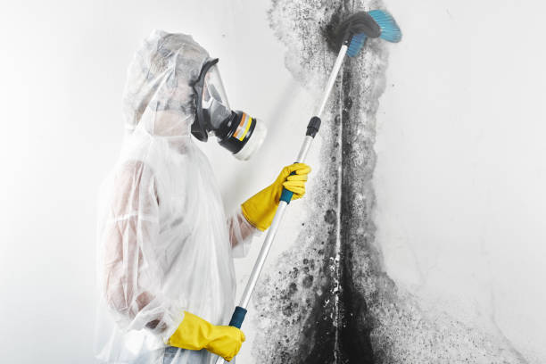 Best Mold Remediation for Healthcare Facilities  in Shaw Heights, CO