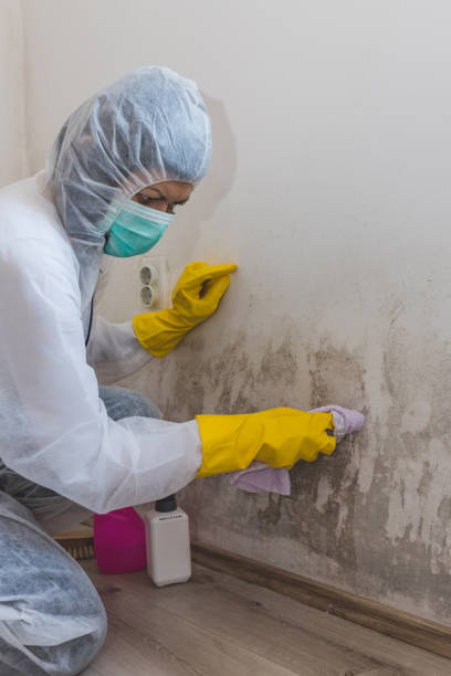 Best HVAC Mold Inspection and Cleaning  in Shaw Heights, CO