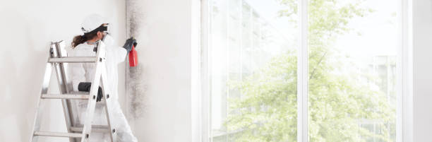 Best Attic Mold Removal  in Shaw Heights, CO